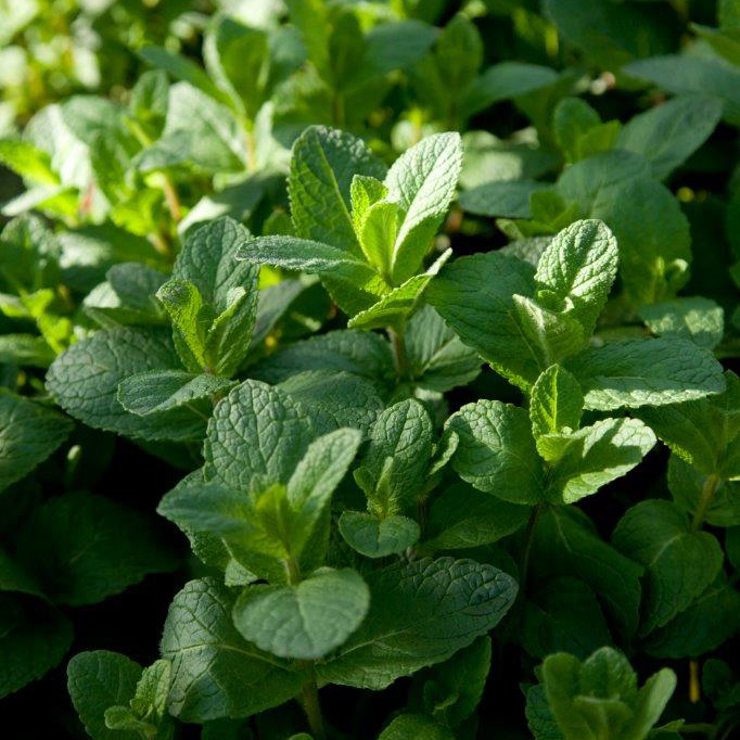 Menthe marocaine