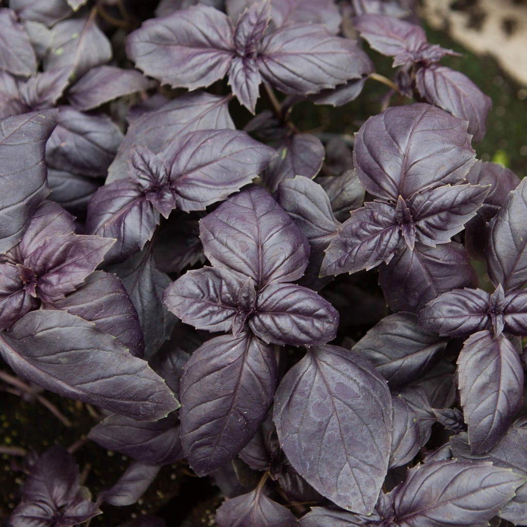 Basilic pourpre