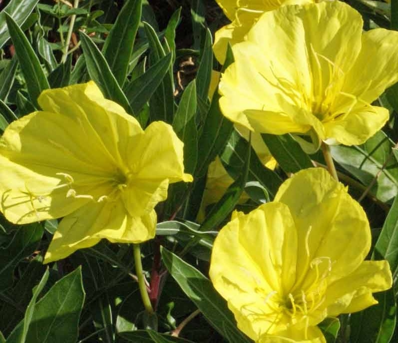 Oenothera missouriensis