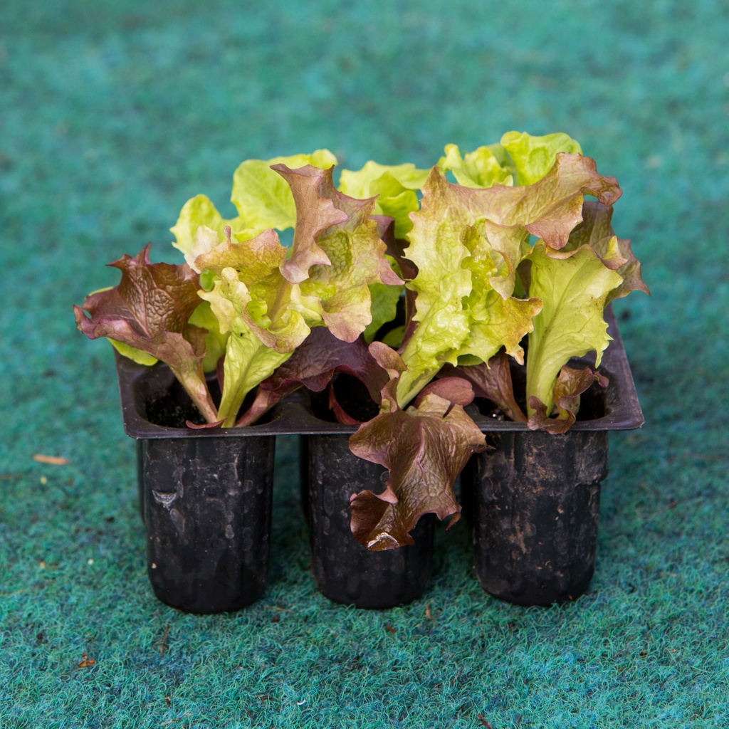 SALADE LOLLO BIONDA ET ROSSA (Bac de 6)