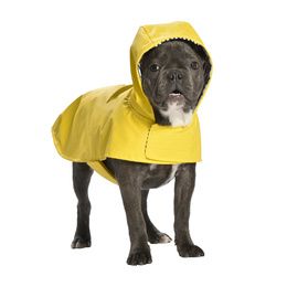 MANTEAU LEO 19XXS JAUNE