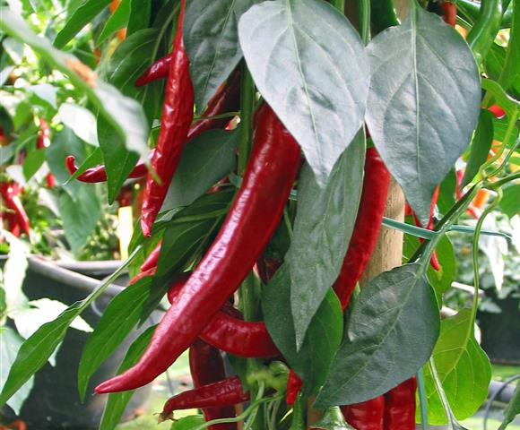 PIMENT TYPE CAYENNE ROUGE DE SEMIS (Pot de 13)