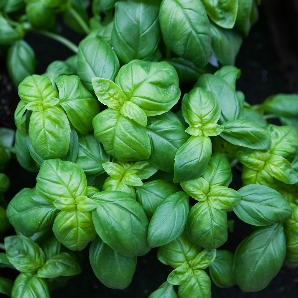 Basilic gros vert