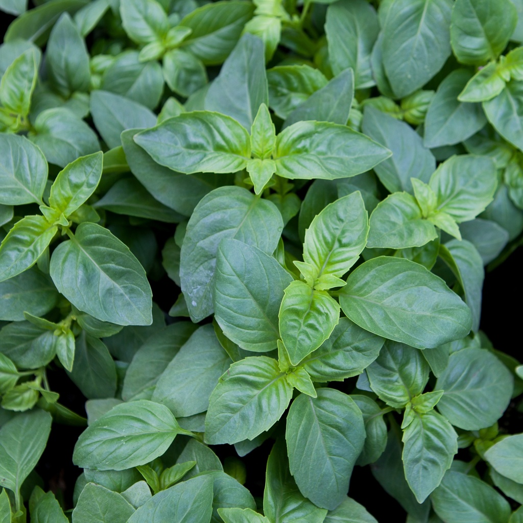Basilic marseillais
