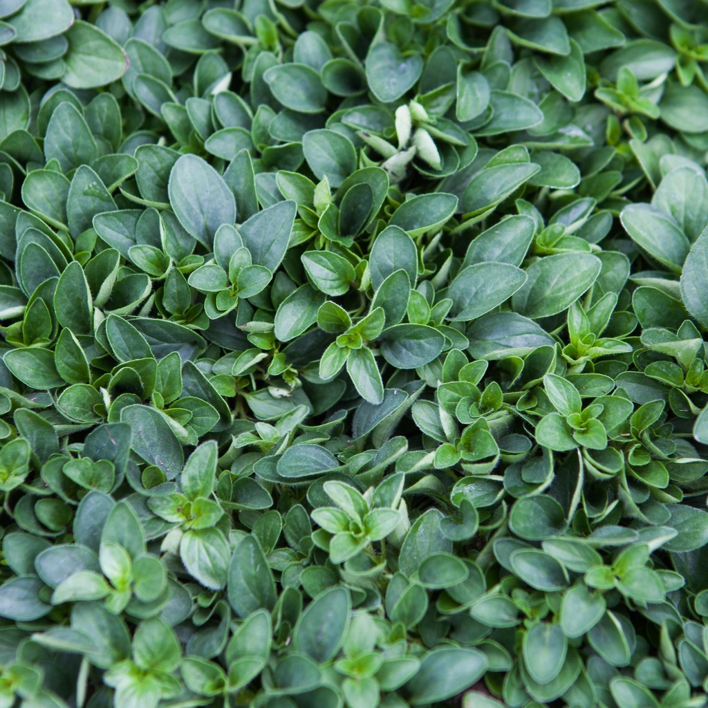Origanum vulgare 'Compactum'