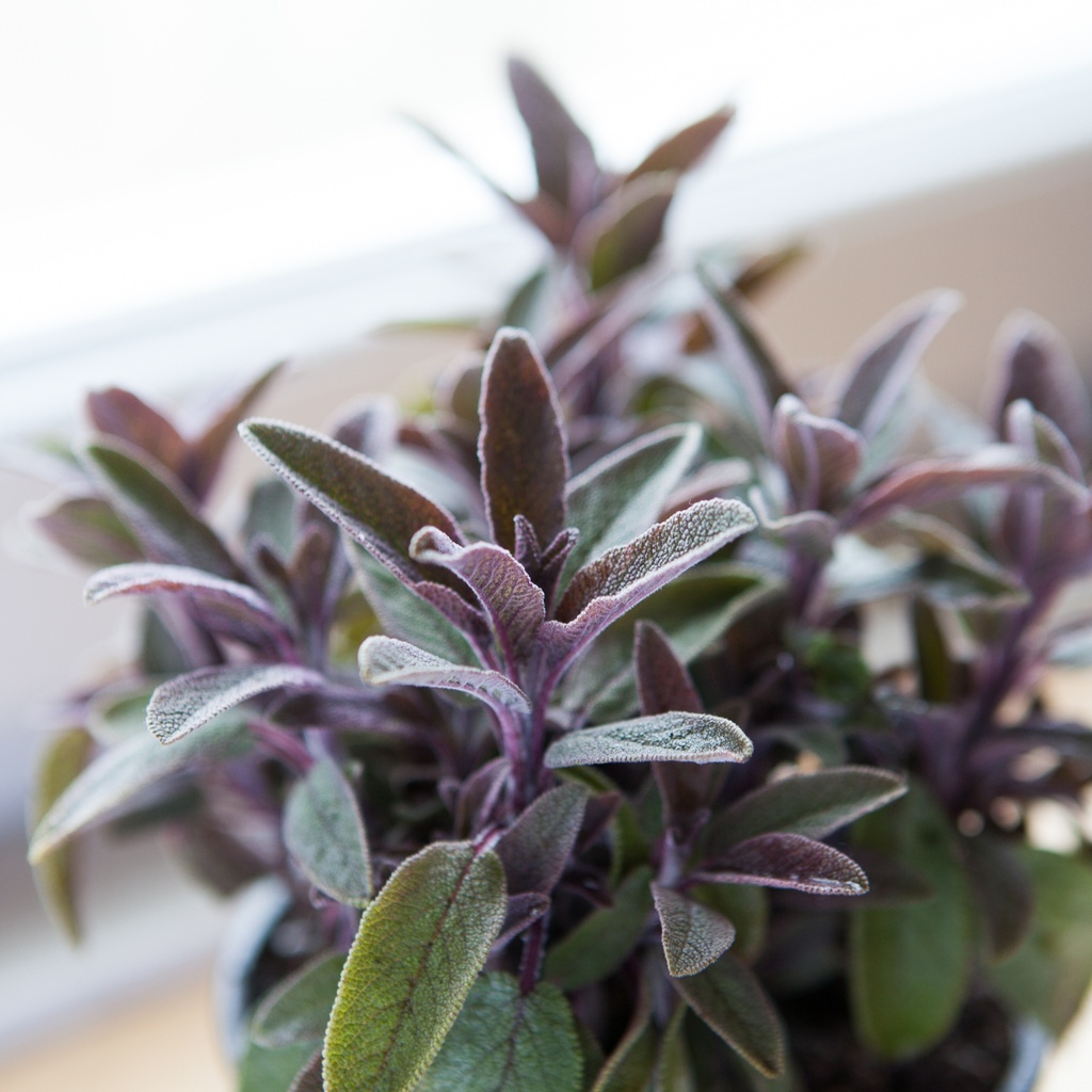 Salvia officinalis 'Purpurascens'