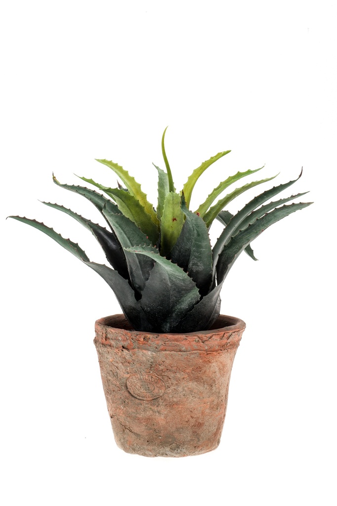 Agave artificielle