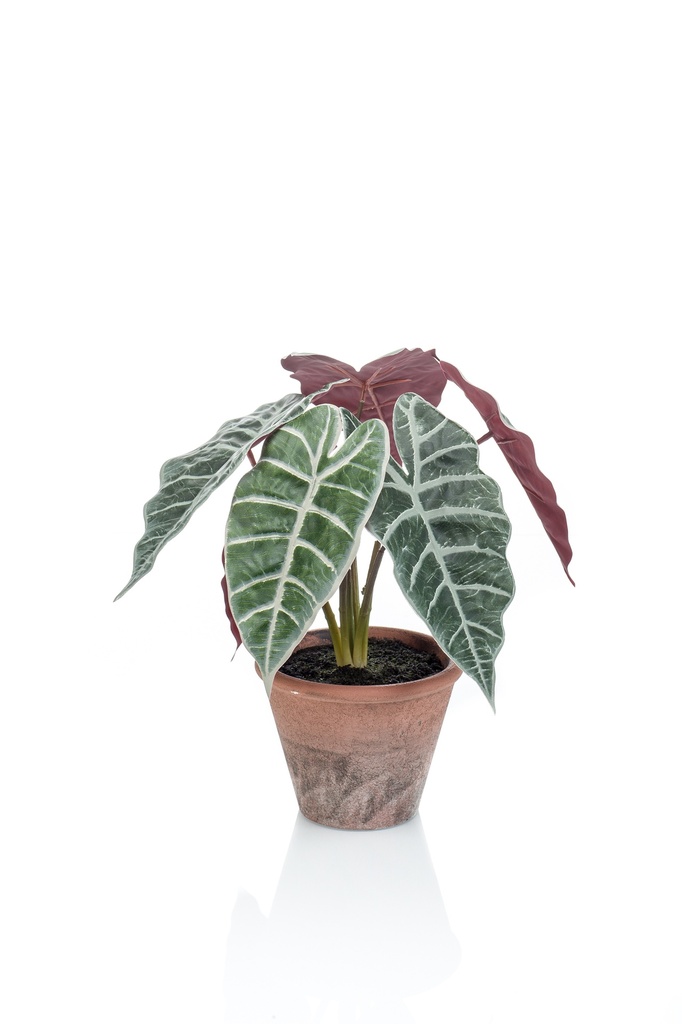 Alocasia artificiel