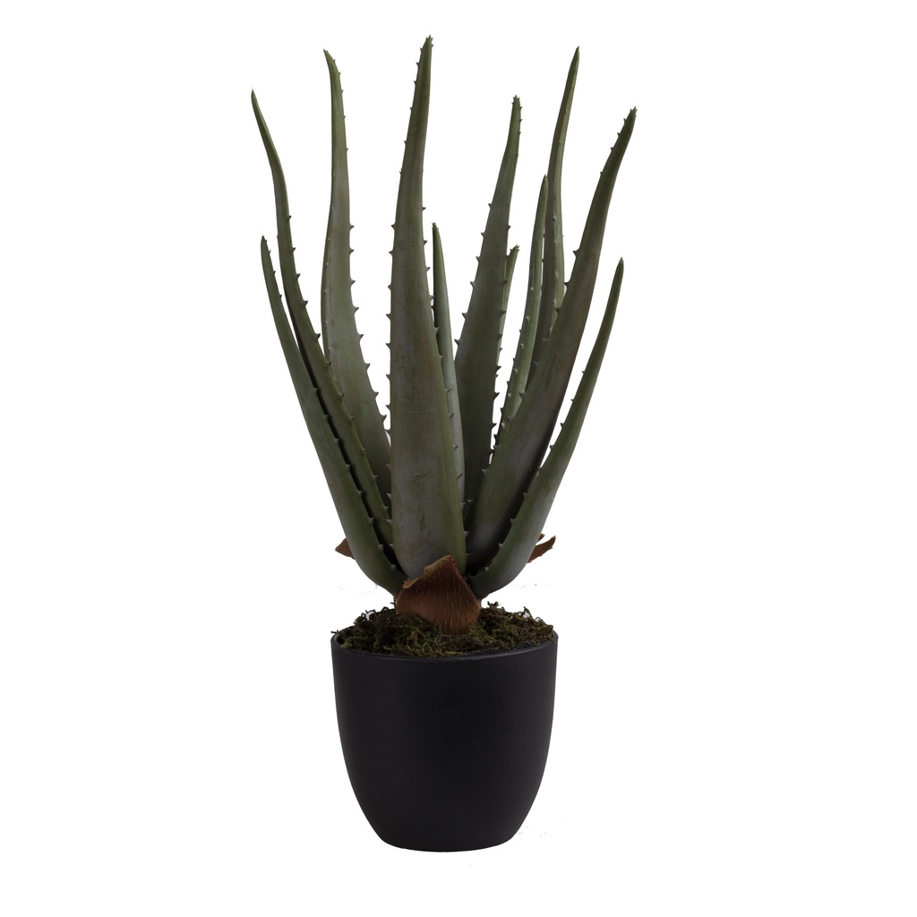 Aloe vera artificielle