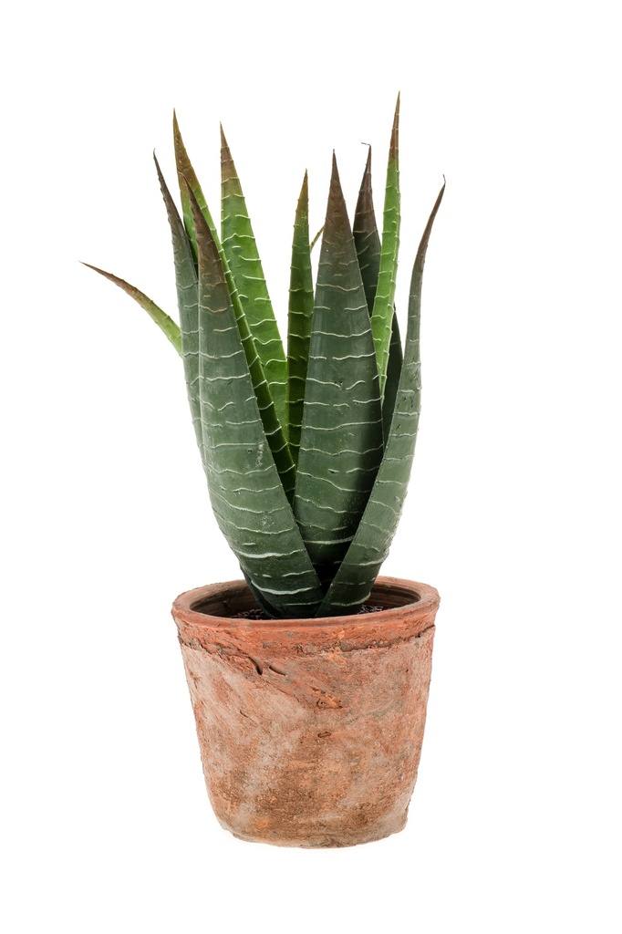 Aloe vera artificielle