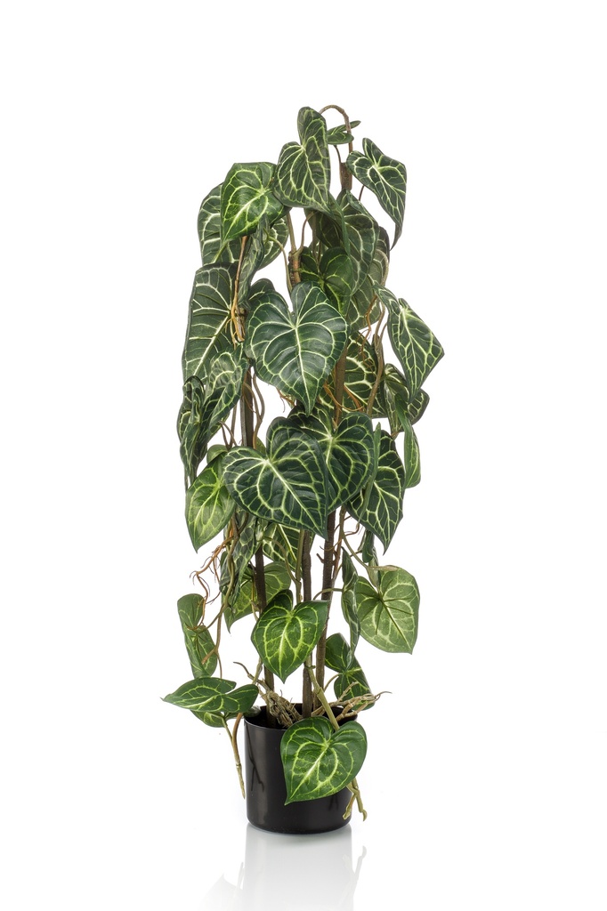 Anthurium sur tuteur artificiel