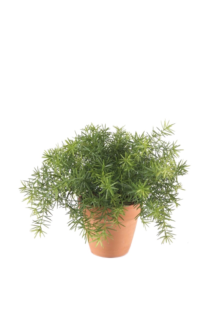 Asparagus artificiel