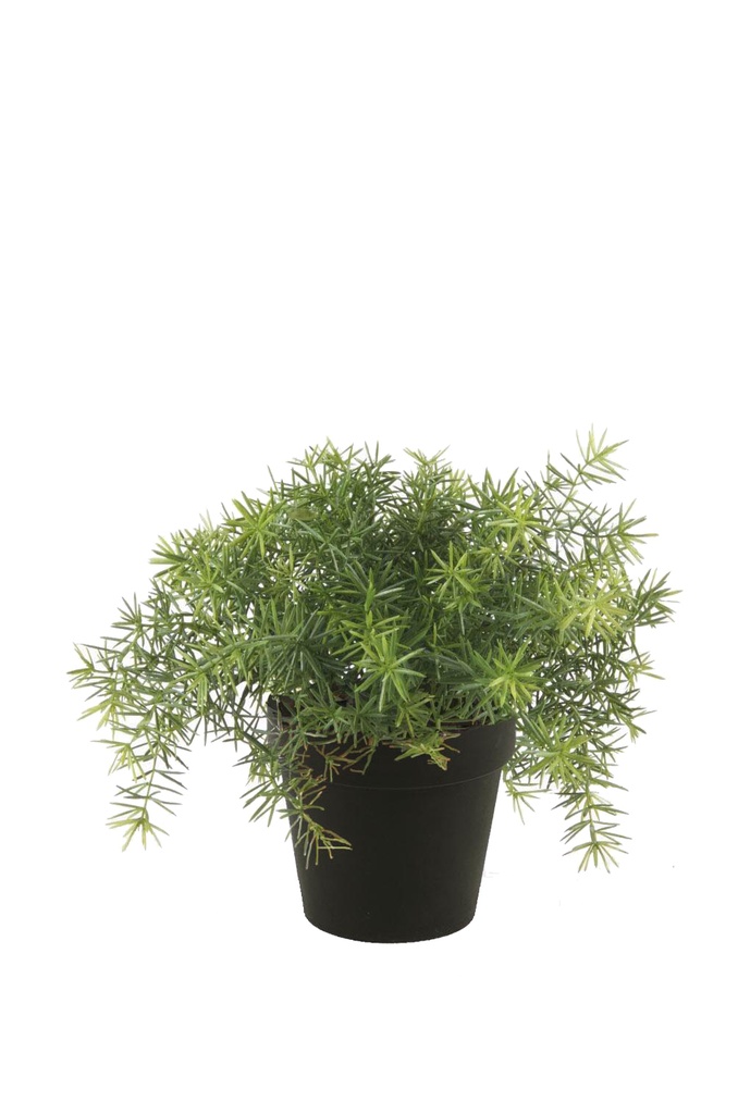 Asparagus artificiel