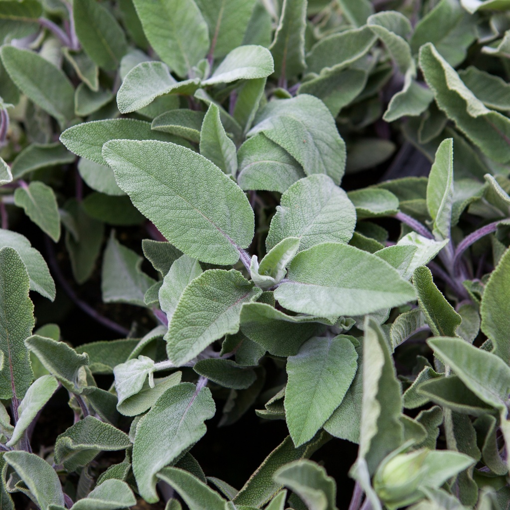 Salvia officinalis 'Maxima'