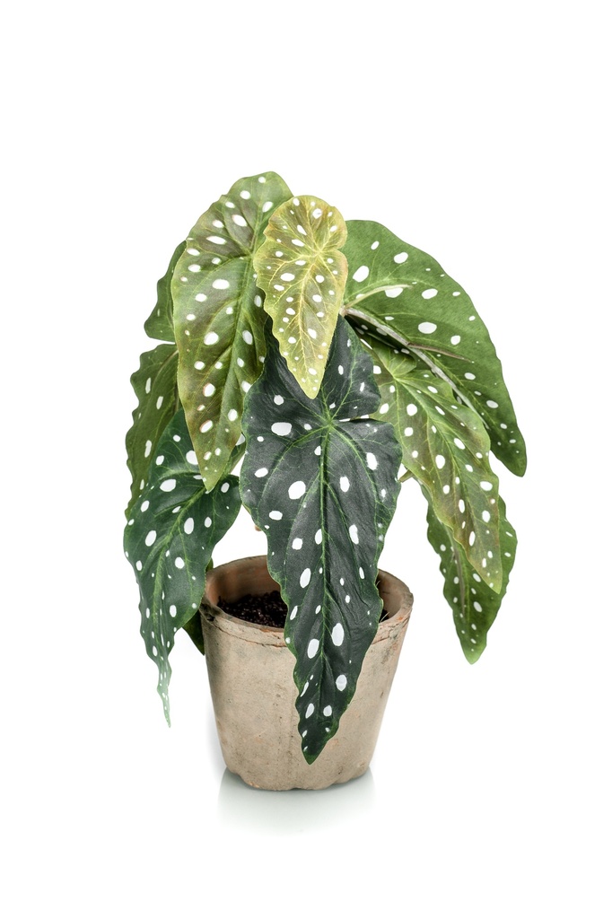 Begonia maculata artificiel