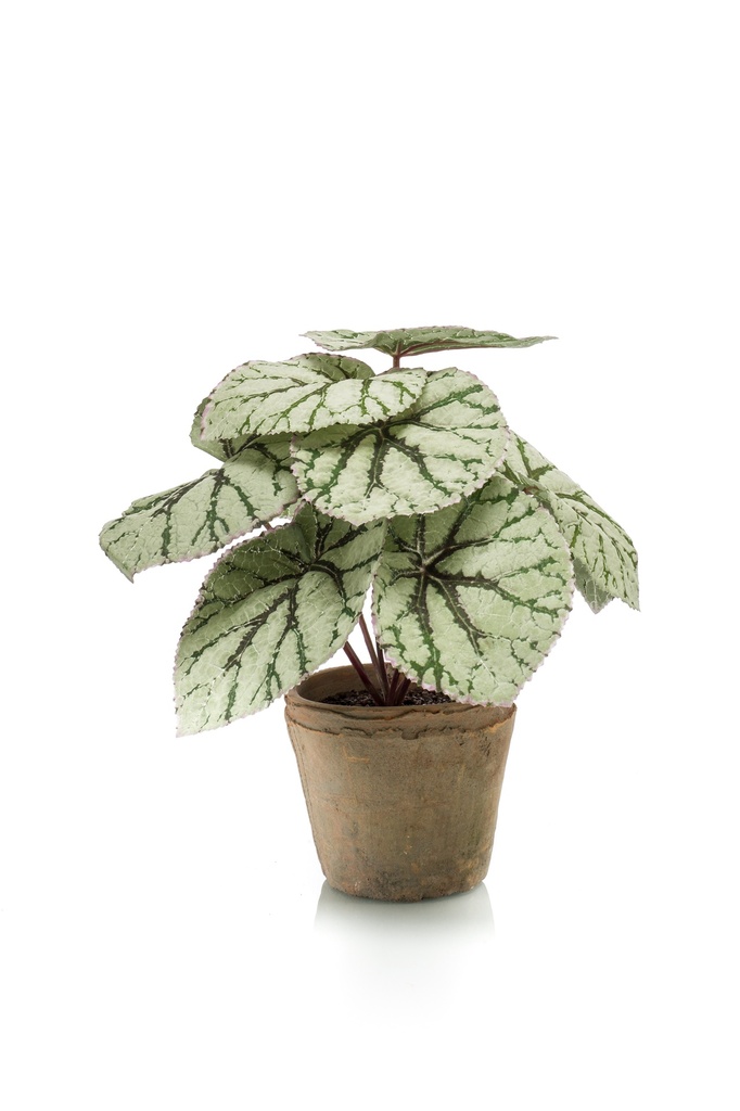 Bégonia Rex Résistant UV en pot terre cuite artificiel