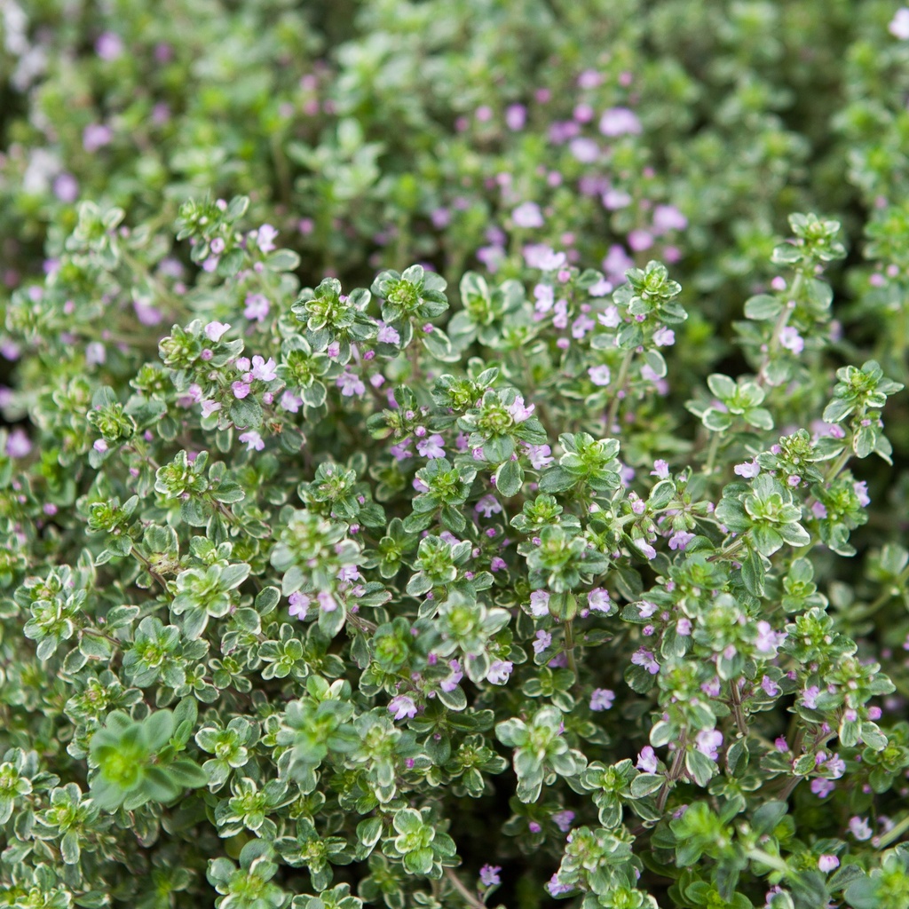 Thymus citriodorus 'Silver Queen'