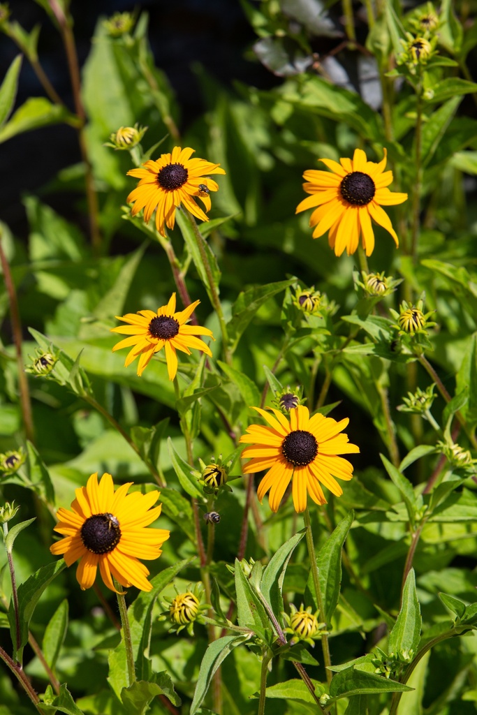 Rudbeckia fulgida 'Goldsturm'