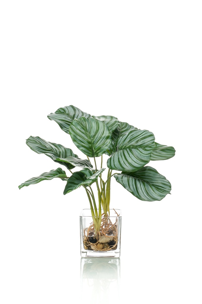 Calathea artificiel