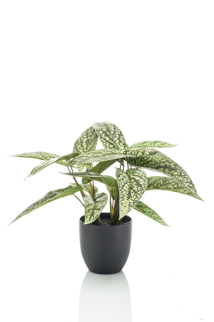 Calathea dots artificiel