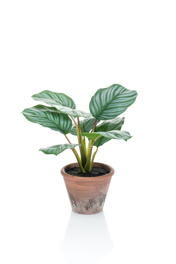 Calathea orbifolia artificiel