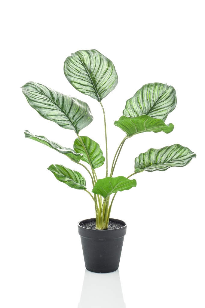 Calathea orbifolia artificiel