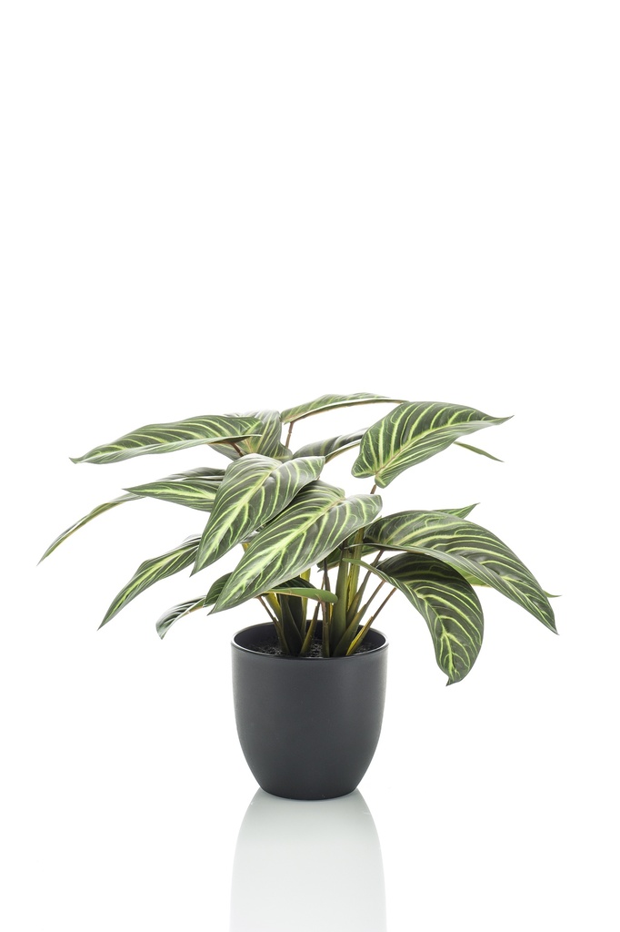 Calathea zebrina artificiel