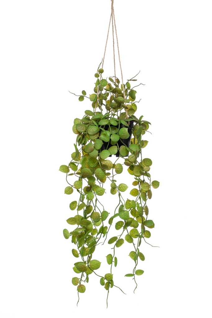 Ceropegia à suspendre artificiel