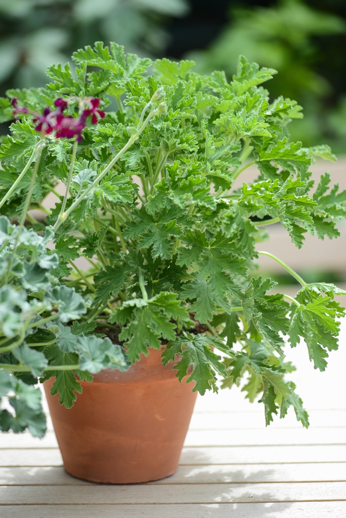 Pelargonium x graveolens 'Citronnelle'