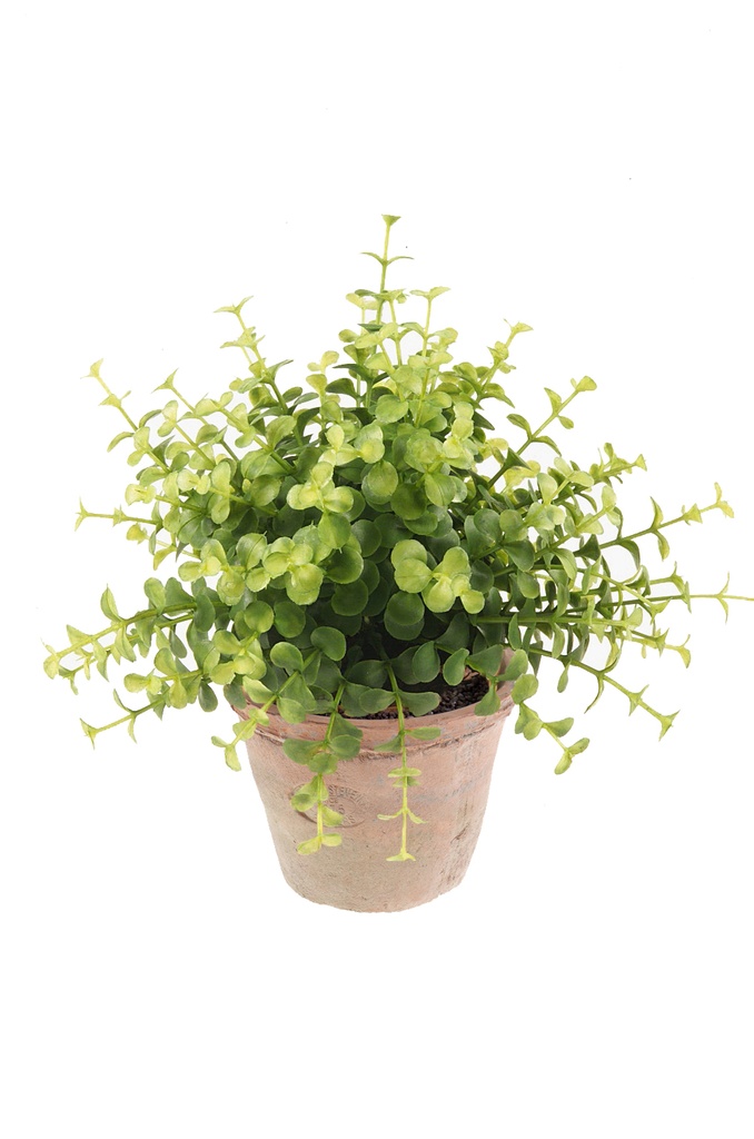 Eucalyptus artificiel