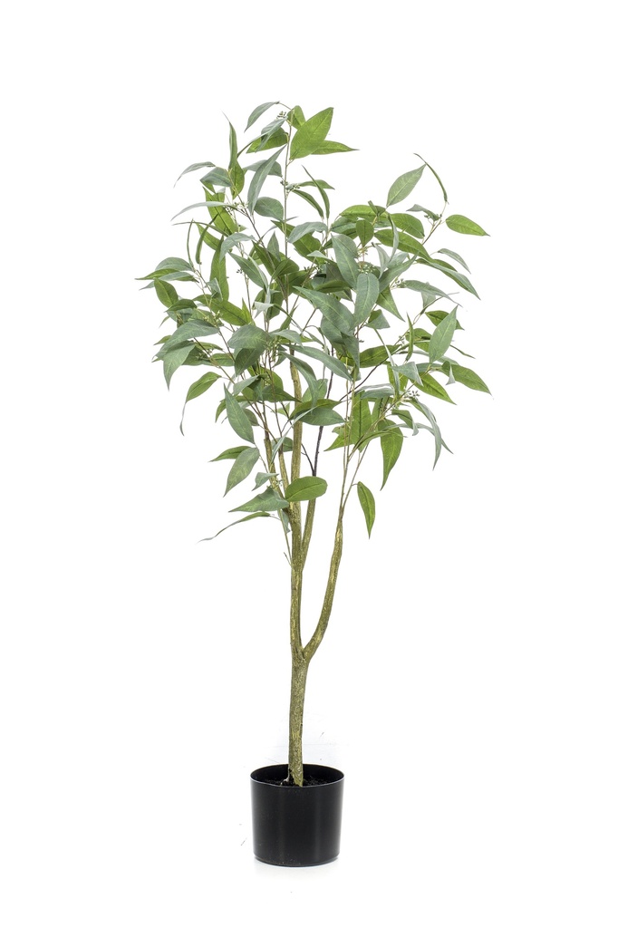 Eucalyptus globulus artificiel
