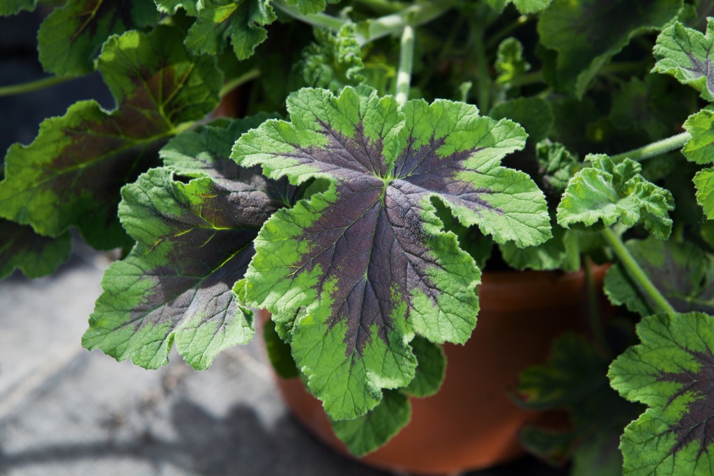 Pelargonium 'Chocolate Peppermint'