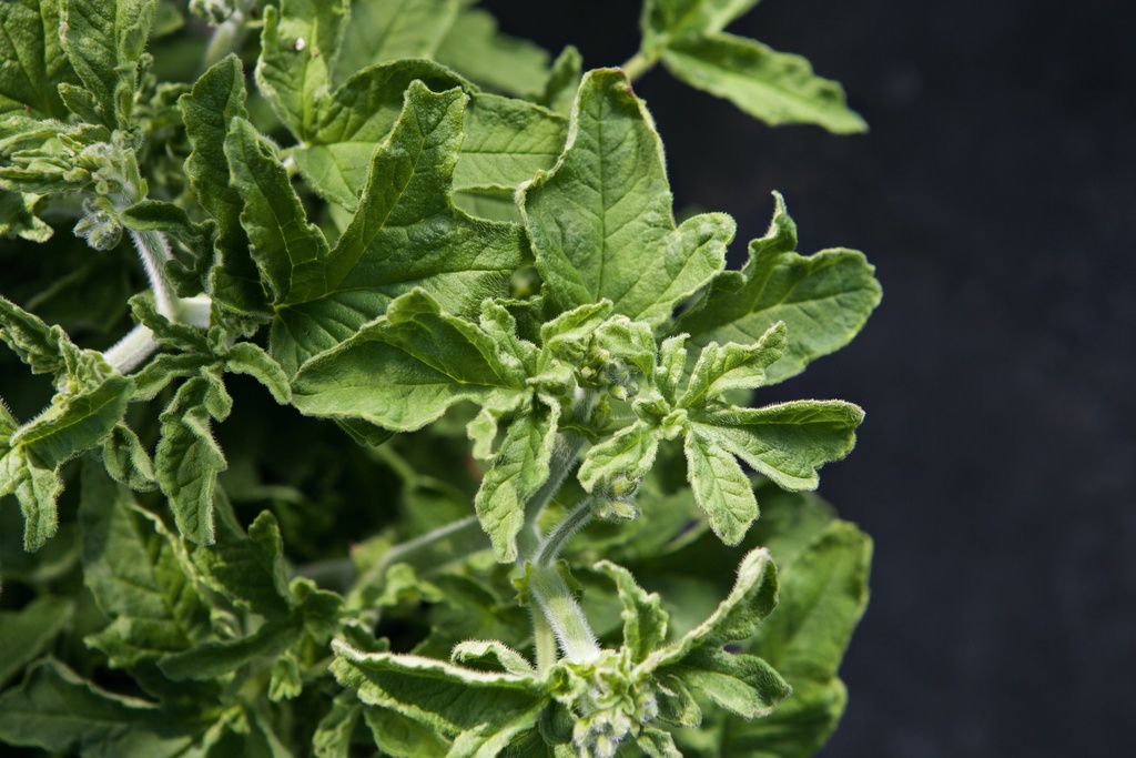 Pelargonium 'Robert's Lemon'
