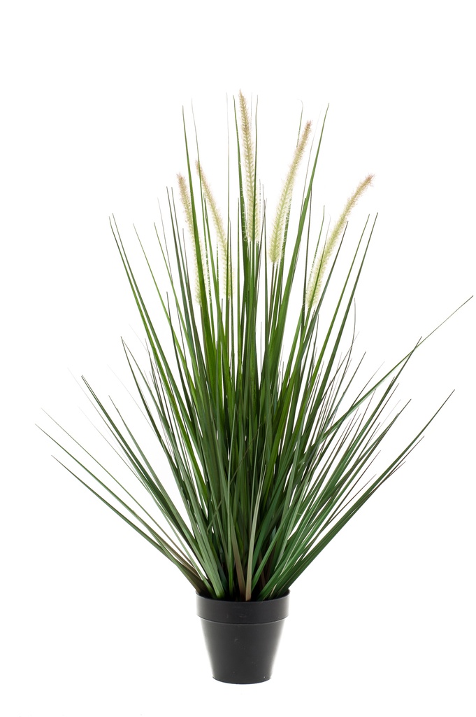 Graminée Alopecurus artificielle