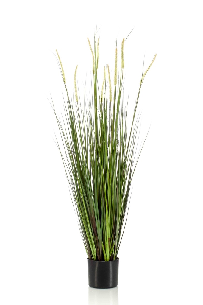 Graminée Alopecurus artificielle