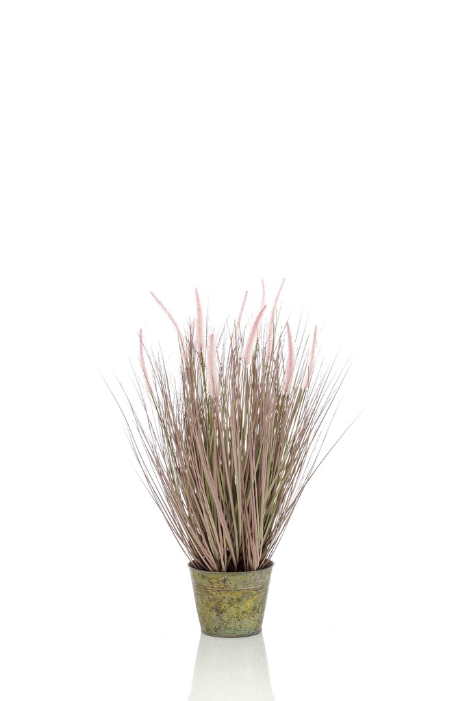 Graminée Pennisetum artificielle