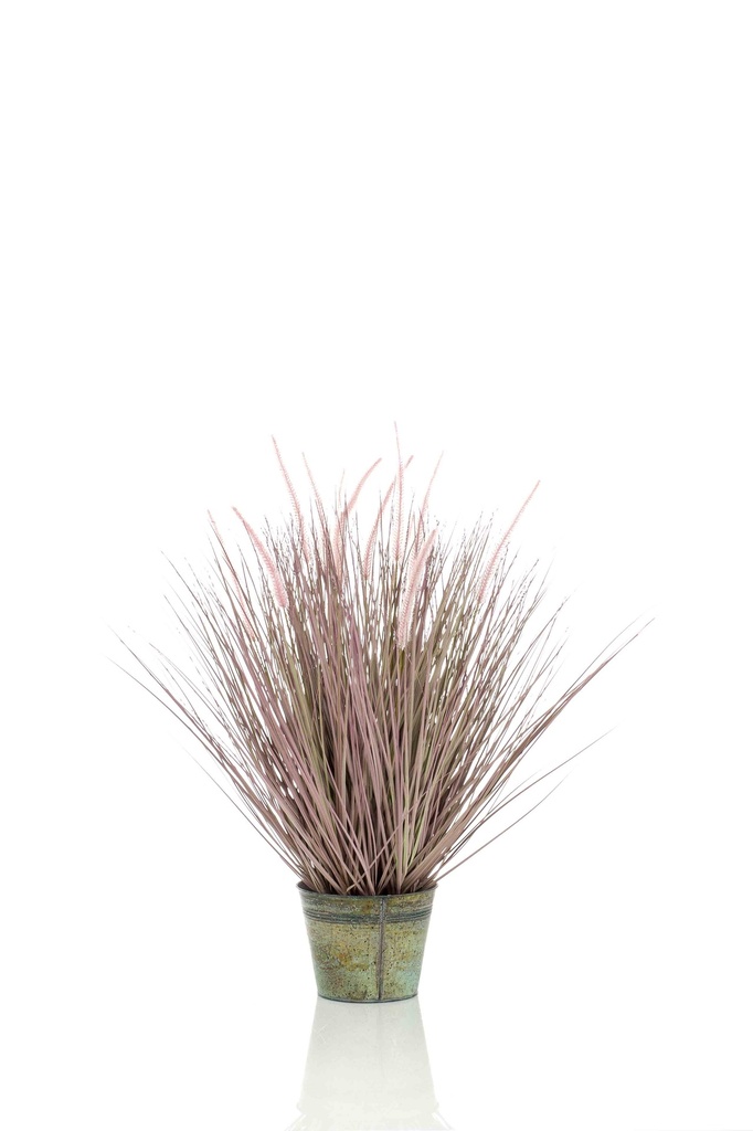 Graminée Pennisetum artificielle