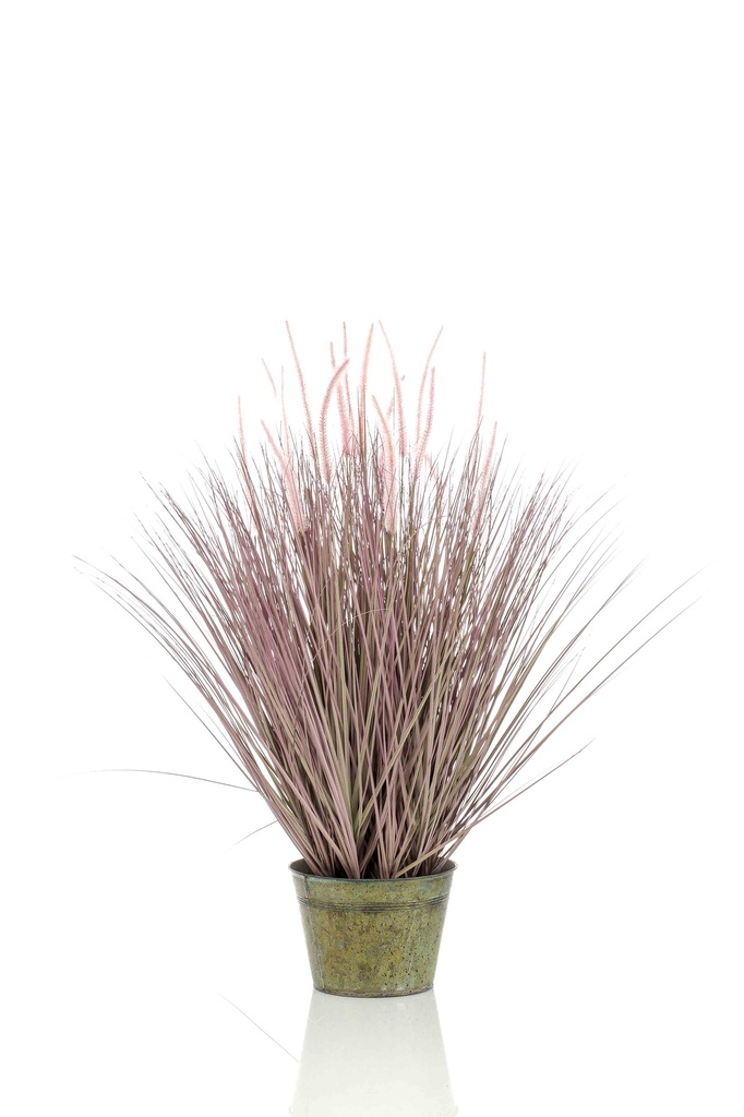 Graminée Pennisetum artificielle