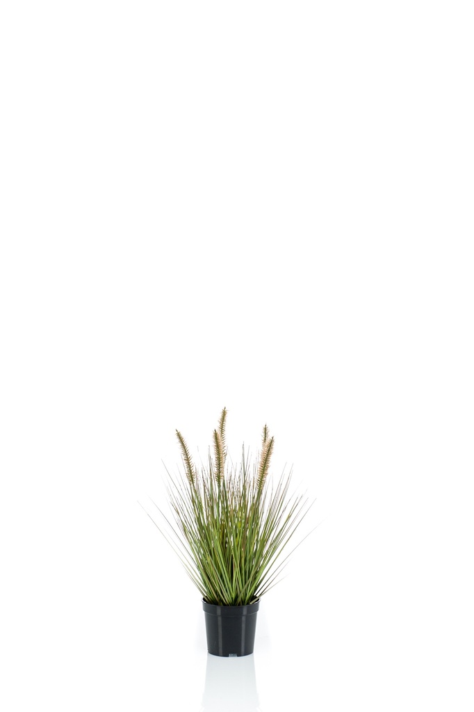 Graminée Pennisetum artificielle