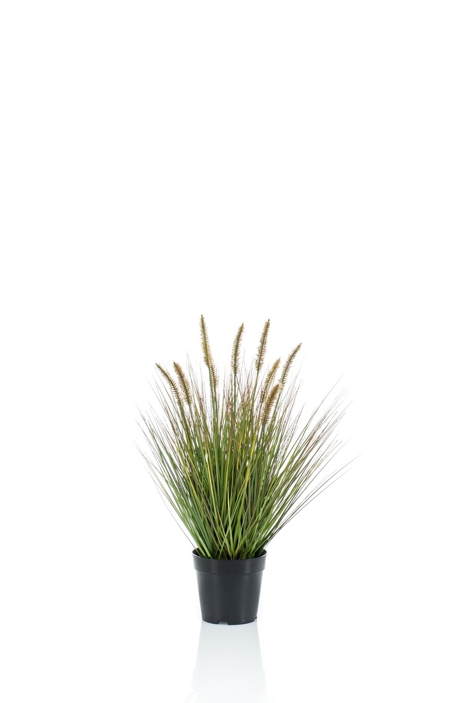 Graminée Pennisetum artificielle