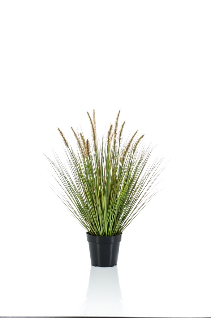 Graminée Pennisetum artificielle