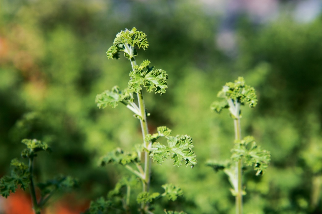 Pelargonium limoneum