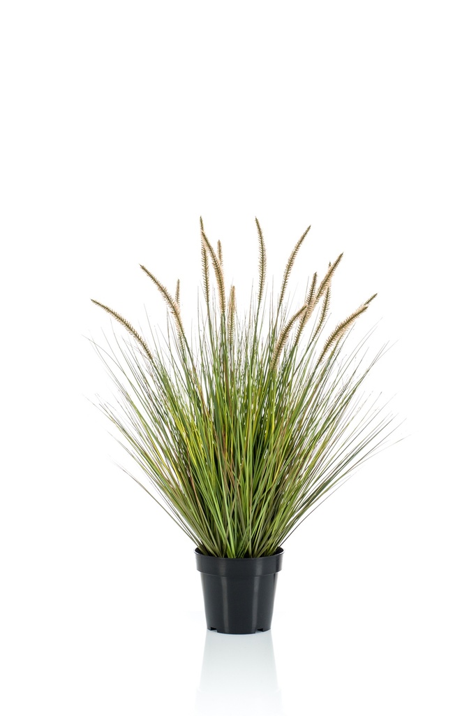 Graminée Pennisetum artificielle