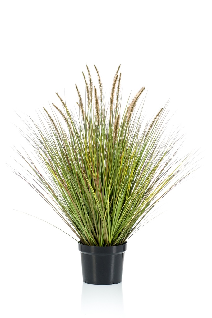 Graminée Pennisetum artificielle