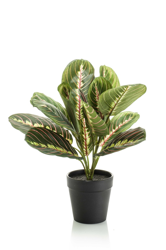 Maranta artificiel
