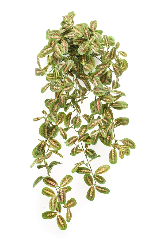 Maranta retombant artificiel