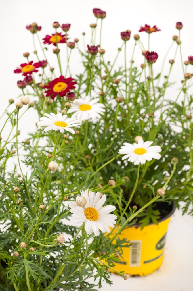 Argyranthemum frutescens