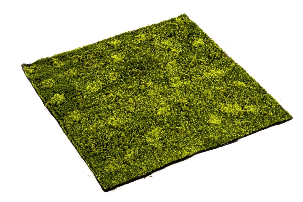 Mousse Hypnum en plaque artificielle