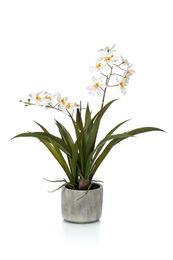Oncidium en pot artificiel