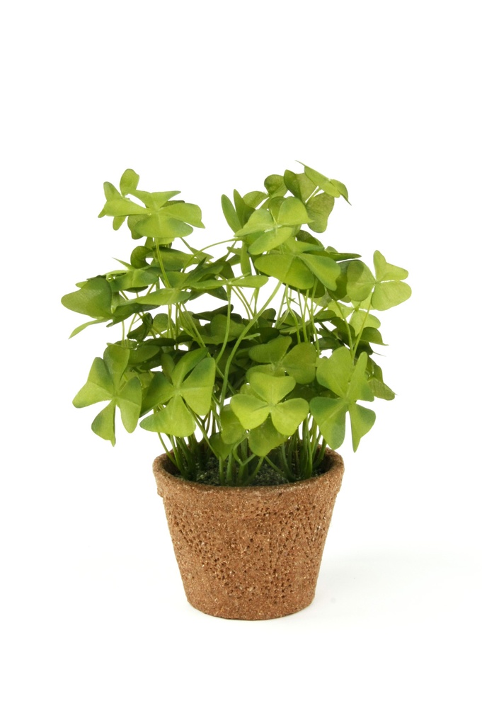 Oxalis artificiel